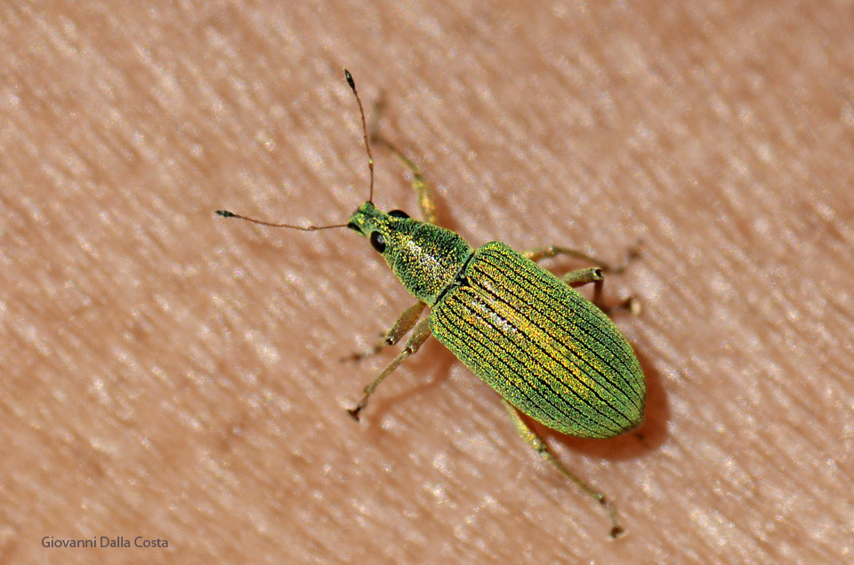 Polydrusus formosus (= sericeus) - Curculionidae